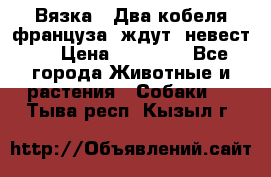  Вязка ! Два кобеля француза ,ждут  невест.. › Цена ­ 11 000 - Все города Животные и растения » Собаки   . Тыва респ.,Кызыл г.